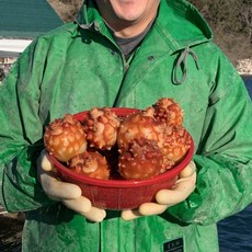 통영호야수산 제철 살아있는 활멍게 국산 멍개, 2개, 생물 활멍게 (손질필요) 1kg