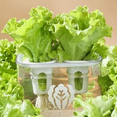 상추 샐러드 수경재배키트 2구, 1개