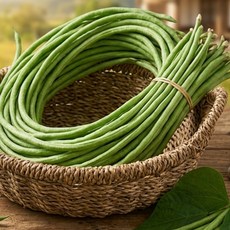 국내재배 줄콩/롱빈쟝떠우 길다란 실당콩 볶아먹는 채당콩 껌질콩 Dau 채두, 500g, 1개