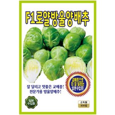 산들마켓 F1로얄방울 양배추 씨앗 100립 잘달리고 맛좋은 교배종 전문가용 일본 수입 품종, 1개