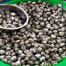 [초대박] 특 A급 남해 벌교 꼬막 새꼬막, 1박스, 중 2kg