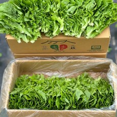 무농약 청상추 상추 쌈채소 샐러드상추 모듬쌈 친환경 산지직송 당일수확, 500g, 1박스