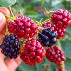 산지직송 고창 복분자 블랙베리 특품 10kg 5kg 2.5kg 1kg / 생과 급냉 슈퍼복분자 고창복분자 햇복분자, 1개, 슈퍼복분자 특품 1kg