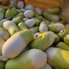 (거북)제주 세척 월동무 못난이, 5kg