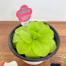 벌레잡이 식충식물 제비꽃 티나 모라넨시스 모기 파리 날파리 공기정화 대성식물, 1개
