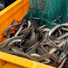 새벽조업직송 손질 바다 장어 구이용, 1개, 4kg