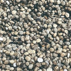 인삼씨 개갑씨 인삼씨앗 개갑씨앗, 100g, 1개