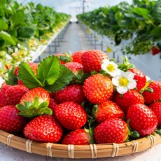 딸기 설향 고당도 생딸기 프리미엄 논산 제철 산지직송, 1개, 설향 1kg 상(48알)