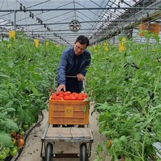 무농약나무에서 익혀 수확한 명인 완숙토마토(봄춘농장직송), 2.5kg, 1개