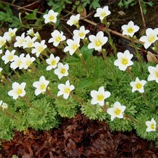 천상초 (운간초) 3색 씨앗 50립 소포장 선택구매, 화이트 50립, 1개