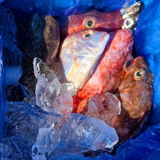 자연산 생선 매운탕 구이 통영 잡어 3kg 10인분, 1개, 잡어3kg