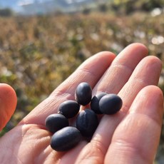 [돌개길농장] 25년 국산 햇 서리태 검은콩 속청 새바람 500g 1kg 2kg 3kg 직접재배, 1개