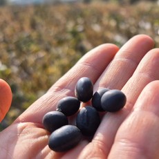 [돌개길농장] 25년 국산 햇 서리태 검은콩 속청 새바람 500g 1kg 2kg 3kg 직접재배, 1개