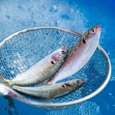 고소한 맛 남해 삼천포 햇 활 전어, 1개, 급냉)전어구이용1kg(6~10미)