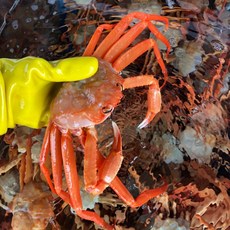 [오늘의수산물] 속초 80t급홍개배 홍게 3kg(8미내외)제철 박달홍게 활홍게 자숙홍게 수율보장 조업부터 발송까지 책임 발송, 1박스, 활어중홍게2kg(4~6미)