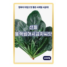 산들 블랙썸머 시금치씨앗 1000립 아주 맛 좋은 사계절용 소량 시금치씨 종자, 1개