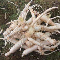 작은인삼 20뿌리내외 대용량 못난이인삼 대용량 500g, 1개