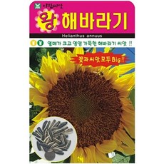아람종묘 왕해바라기 꽃 씨앗 10립, 4개 4개