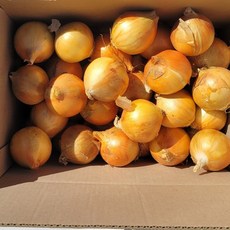 팜스만 창녕 합천 5kg 10kg 소 중 대 가정용 업소용 국산 단단한양파, 1박스, 5kg_소