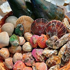 영롱한수산 제철 모듬 조개 고급세트 (7가지 종류) 3.5~4kg