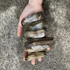 남해안 자연산 맛조개 가리맛조개 산지직송, 1박스, 500g 내외 (20-25미 내외)