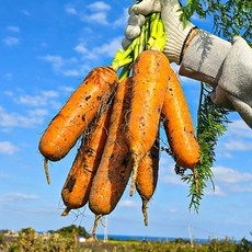 제주 당근 구좌 흙당근 달큰한 햇당근 [우월한농수산], 1박스, 소 3kg