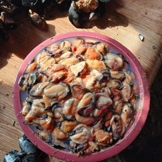 국내산 남해안 생물 홍합살 당일조업 당일발송, 1개, 홍합살1kg