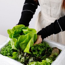 참도깨비 유럽샐러드 박스 쌈채소 유럽상추 3종(버터헤드 카이피라 이자벨), 500g, 1개