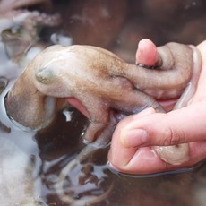 매일 입고되는 살아있는 산낙지, 3개, 소낙지 50g~85g