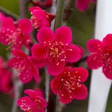 (나무농장) 매화나무 홍설매 접목1년 묘목, 1개