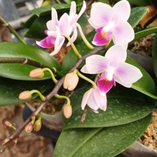 (팜 이연숙TV난원) 미니 호접란 생화 핫한 신품종 미니요정 쌍대 봉우리 형성중, 1개