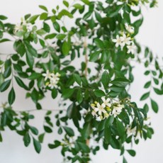 오렌지자스민 소형 향기나는 식물 (화분받침포함), 2개