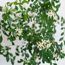 오렌지자스민 소형 향기나는 식물 (화분받침포함), 1개