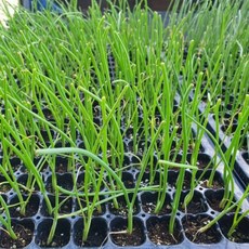 모두다팜 킹콩 양파모종 저장 저장용 양파모종 100개