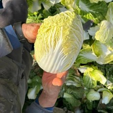 해가온 해남 알배추 쌈배추 알배기배추 4kg 8kg 8-12포기, 1개, 4kg(4-6포기)