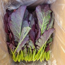 산지직송 김장용 홍갓 생갓 토종갓 조선갓, 1개, 1kg