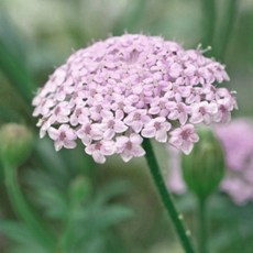 디디스커스 Didiscus 레이스꽃 3색 씨앗 선택구매, 1개, 핑크 20립