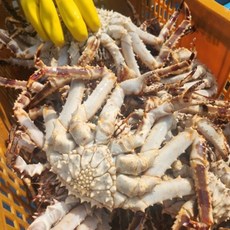 입안 가득 퍼지는 깊은 단맛 살이 아니라 결 을 씹는 프리미엄 북해도 레드 킹크랩, 1박스, (생물) 레드 킹크랩 1마리 (약 1kg)