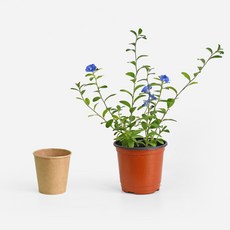마이플랜트 아메리칸 블루 해피블루 식물 모종 소품, 1개