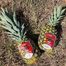 파인애플 생파인애플 고당도파인애플, 1박스, 대과5~6통(10~12KG)