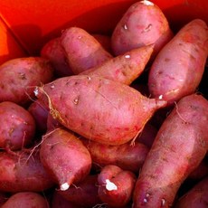 파머스넷 세척 무농약 해남 밤고구마, 1박스, 2kg (한입)