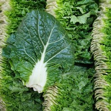 쌈배추 1kg 2kg 쌈추 쌈채소, 1개