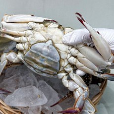 [당일배송]당일 조업 당일배송 연평도 제철 활 꽃게 제철 활 암꽃게 수율 좋고 맛있어요 국내산 활꽃게 빙장 꽃게, 연평도 활 암꽃게(4~6미), 1개, 1kg