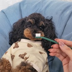 MAAH 幼犬牙刷8件組 120g, 混色, 1套