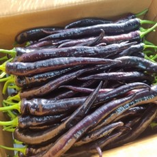 농랑부랑 첫수확 미인고추 가지고추 미인보라고추 특 1kg 2kg, 1개