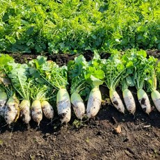 [하루초특가] 제주1등 으뜸농장 아삭시원 제철 월동무, 1박스, 7kg