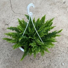 행잉 공중식물 보스턴고사리 대품 반려식물 에이피플랜츠, 1개, 기본