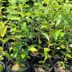 보리수나무 1년 포트묘 왕보리수, 왕보리수 포트(중)