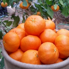 [굿피플] 레드향 레드향선물세트 한라봉 황금향 과일선물세트 [레드향 2kg 중대과 선물세트], 1박스