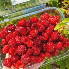 [신선도 보장] 홈카페용 청도 냉동 산딸기, 1박스, 500g X 4봉